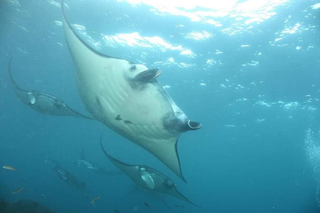 Pondok Bambu Resort - 5 Stars Padi Dive Centre Candidasa Eksteriør billede